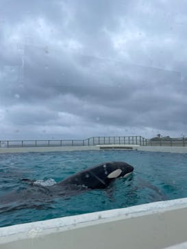 鴨川シーワールドに投稿された画像（2023/6/30）