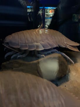 名古屋港水族館に投稿された画像（2023/6/30）