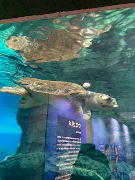 名古屋港水族館に投稿された画像（2023/6/30）