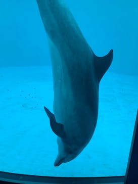 名古屋港水族館に投稿された画像（2023/6/30）