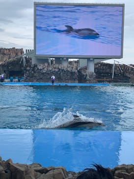 名古屋港水族館に投稿された画像（2023/6/30）