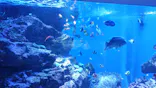 仙台うみの杜水族館に投稿された画像（2023/6/30）