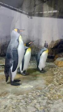 仙台うみの杜水族館に投稿された画像（2023/6/30）