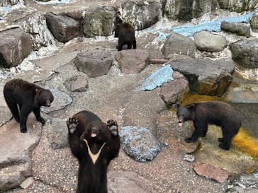 奥飛騨クマ牧場に投稿された画像（2023/6/30）