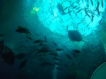 下田海中水族館に投稿された画像（2023/6/30）