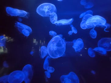 下田海中水族館に投稿された画像（2023/6/30）