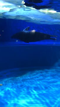 サンシャイン水族館に投稿された画像（2023/6/30）