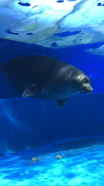 サンシャイン水族館に投稿された画像（2023/6/30）