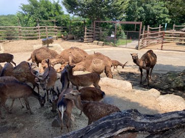 群馬サファリパークに投稿された画像（2023/7/1）