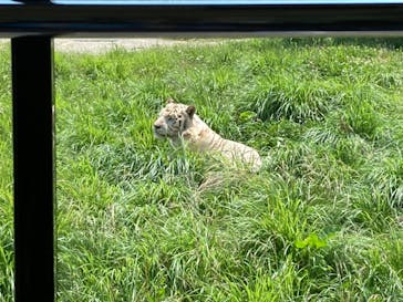 群馬サファリパークに投稿された画像（2023/7/1）