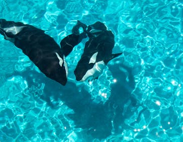 鴨川シーワールドに投稿された画像（2023/7/1）