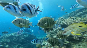 武藤潜水に投稿された画像（2023/7/1）