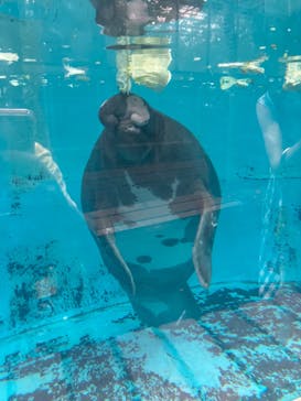 熱川バナナワニ園に投稿された画像（2023/7/1）