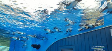 サンシャイン水族館に投稿された画像（2023/7/1）
