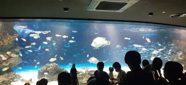 サンシャイン水族館に投稿された画像（2023/7/1）