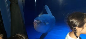 サンシャイン水族館に投稿された画像（2023/7/1）