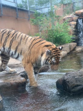 那須どうぶつ王国に投稿された画像（2023/7/1）