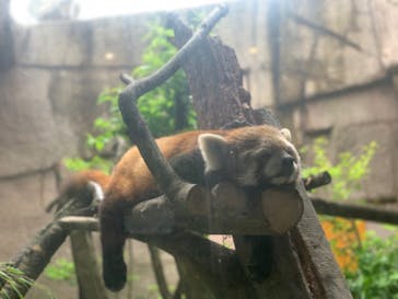 那須どうぶつ王国に投稿された画像（2023/7/1）