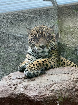 那須どうぶつ王国に投稿された画像（2023/7/1）