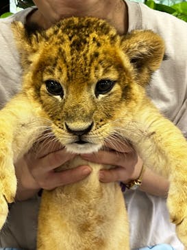 しろとり動物園に投稿された画像（2023/7/1）