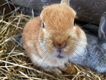 しろとり動物園に投稿された画像（2023/7/1）