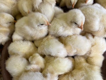 しろとり動物園に投稿された画像（2023/7/1）