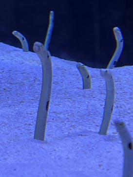 マリンワールド海の中道に投稿された画像（2023/7/1）