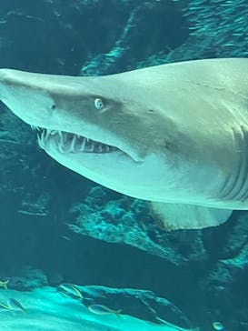 マリンワールド海の中道に投稿された画像（2023/7/1）