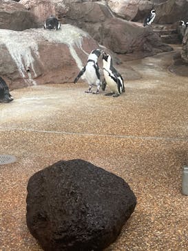 京都水族館に投稿された画像（2023/7/1）