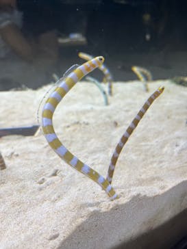 京都水族館に投稿された画像（2023/7/1）