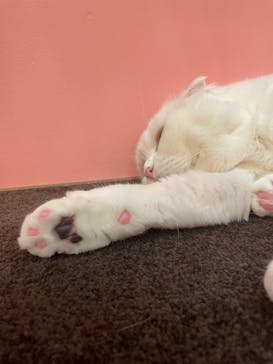 猫カフェモカ イオンモール大日店に投稿された画像（2023/7/1）