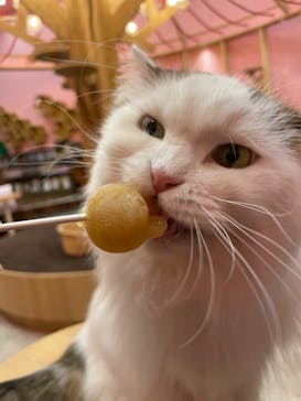 猫カフェモカ イオンモール大日店に投稿された画像（2023/7/1）