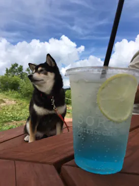 うみたま体験パーク 「つくみイルカ島」に投稿された画像（2023/7/1）