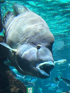 サンシャイン水族館に投稿された画像（2023/7/1）