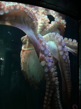 サンシャイン水族館に投稿された画像（2023/7/1）