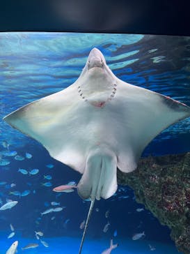 サンシャイン水族館に投稿された画像（2023/7/1）
