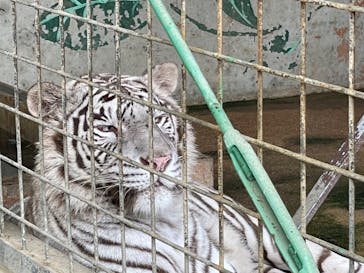 しろとり動物園に投稿された画像（2023/7/1）