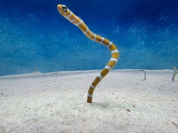 大分マリーンパレス水族館 「うみたまご」に投稿された画像（2023/7/1）