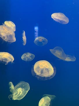 大分マリーンパレス水族館 「うみたまご」に投稿された画像（2023/7/1）