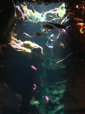 鴨川シーワールドに投稿された画像（2023/7/1）