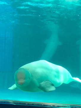 鴨川シーワールドに投稿された画像（2023/7/1）