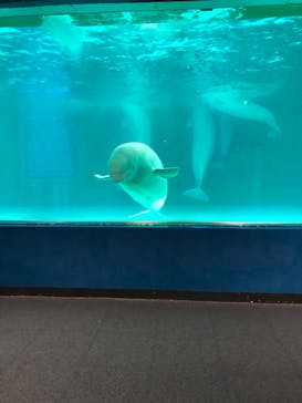 鴨川シーワールドに投稿された画像（2023/7/1）