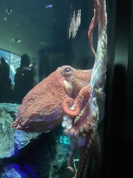 サンシャイン水族館に投稿された画像（2023/7/1）