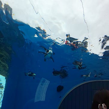 サンシャイン水族館に投稿された画像（2023/7/1）