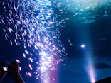 名古屋港水族館に投稿された画像（2023/7/1）