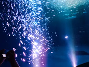 名古屋港水族館に投稿された画像（2023/7/1）