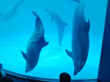 名古屋港水族館に投稿された画像（2023/7/1）