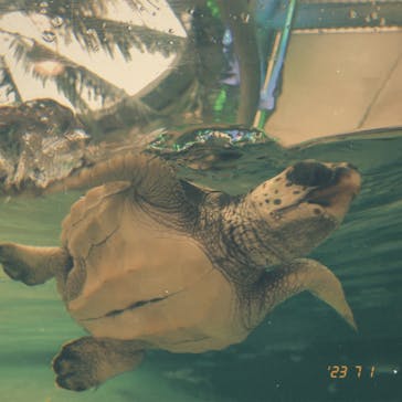 鴨川シーワールドに投稿された画像（2023/7/1）