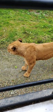 那須サファリパークに投稿された画像（2023/7/1）