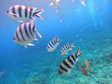 武藤潜水に投稿された画像（2023/7/1）